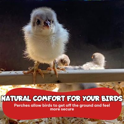 Image showing  3-Bar Chicken Roosting Bar Perch