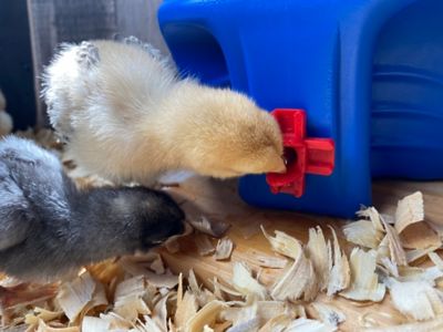 Image showing 7 th Backyard Barnyard Horizontal Chicken Water Nipple Kit, 6-Pack