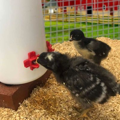 Image showing 8 th Backyard Barnyard Horizontal Chicken Water Nipple Kit, 6-Pack