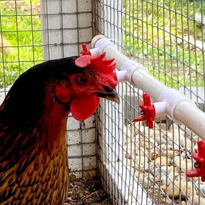 Image showing 9 th Backyard Barnyard Horizontal Chicken Water Nipple Kit, 6-Pack