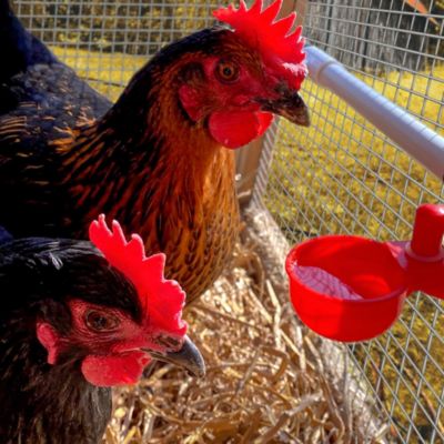 Image showing 5 th Backyard Barnyard Automatic Poultry Cup Drinker, 4-Pack