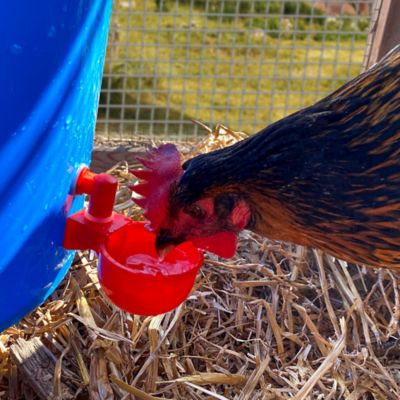 Image showing 6 th Backyard Barnyard Automatic Poultry Cup Drinker, 4-Pack