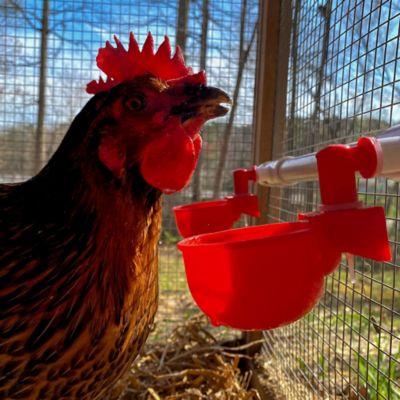 Image showing 7 th Backyard Barnyard Automatic Poultry Cup Drinker, 4-Pack