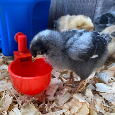 Image showing 8 th Backyard Barnyard Automatic Poultry Cup Drinker, 4-Pack