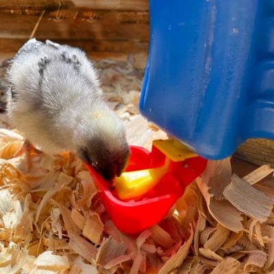 Image showing  NO Peck Vertical Poultry Cup Drinker, 4-Pack