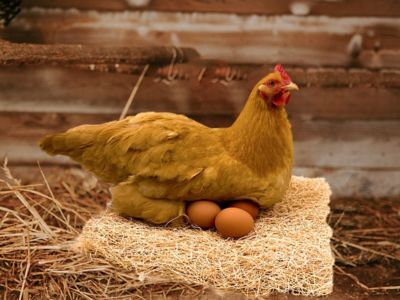 Image showing 5 th Backyard Barnyard Fiber Chicken Nesting Box Pads for Coop Laying Hens, Made in the USA, 13 in. x 13 in., 6-Pack