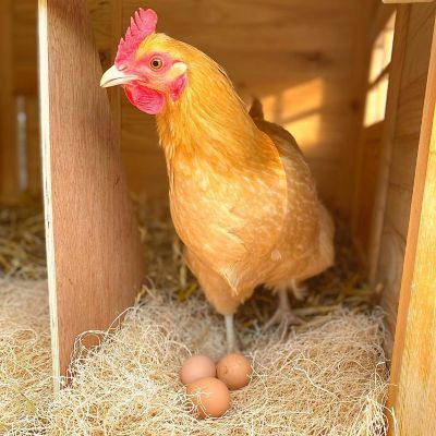 Image showing 6 th Backyard Barnyard Fiber Chicken Nesting Box Pads for Coop Laying Hens, Made in the USA, 13 in. x 13 in., 6-Pack