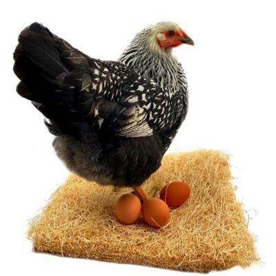Backyard Barnyard 12 Chicken Nesting Box Pad for Laying Hens & Poultry, 13 x 13in., Made in USA