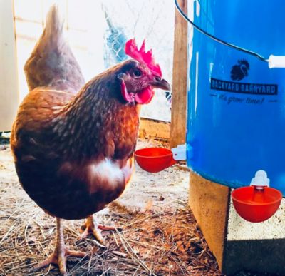 Image showing  Jumbo Automatic Poultry Cup Drinker, 2-Pack