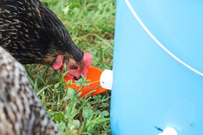 Image showing  Jumbo Automatic Poultry Cup Drinker, 2-Pack