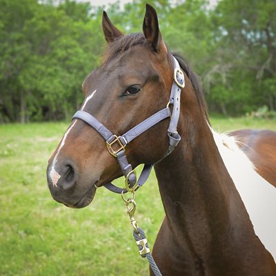 Image showing  Nylon Classic Horse Halter, 1 in.