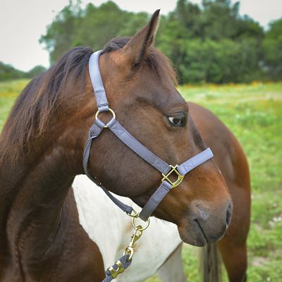 Image showing  Nylon Classic Horse Halter, 1 in.