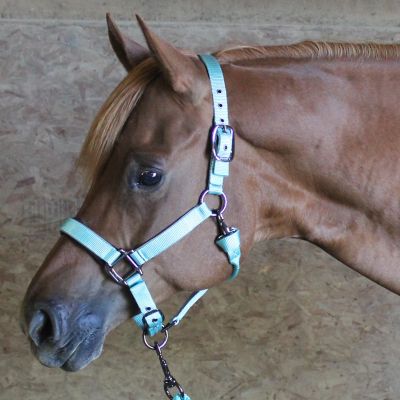 Image showing  Blackout Stable Reflective Safety Horse Halter with Lead
