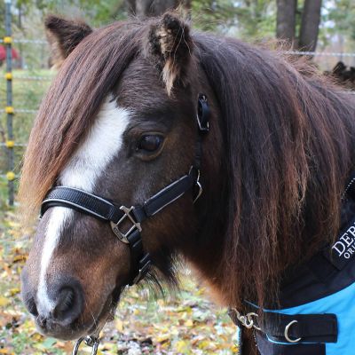 Image showing  Blackout Stable Reflective Safety Horse Halter with Lead