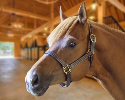 Image showing  Cambridge Triple-Stitched Leather Track Horse Halter