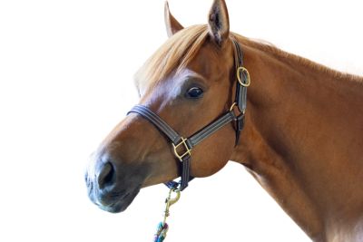 Image showing  Coventry Triple-Stitched Leather Adjustable Horse Halter