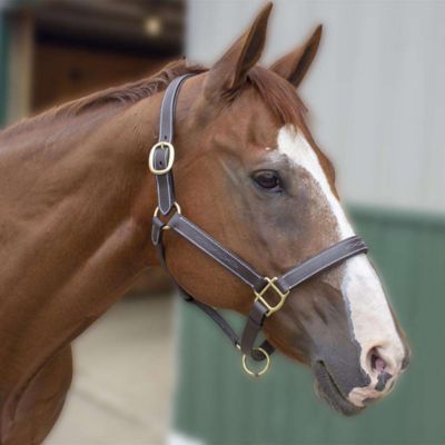 Image showing  Derby Originals Liverpool Padded Fancy-Stitched Adjustable Leather Horse Halter