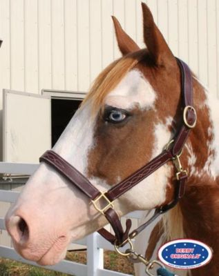 Image showing  Derby Originals Liverpool Padded Fancy-Stitched Adjustable Leather Horse Halter