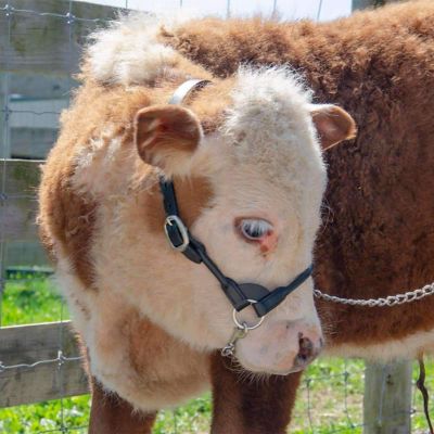 Image showing  Rolled Leather Round Cow Show Halter with Lead