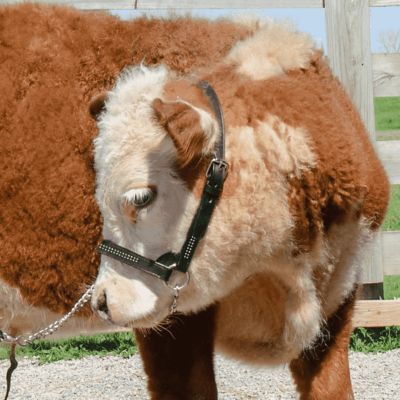 Image showing  Leather Crystal Bling Rhinestone Show Halter for Cows with Lead