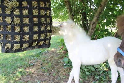 Image showing  XL Go Around Slow Feeder Horse Hay Bag with Super Tough Bottom