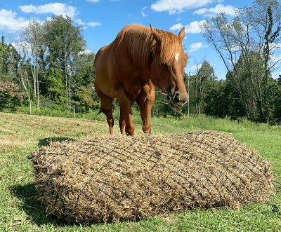 Image showing  18-Flake Hankering Horse Giant Slow Feed Hanging Hay Net, 90 in.