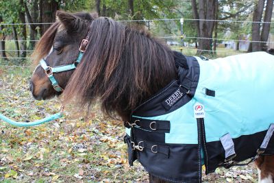 Image showing 2 th Derby Originals Nordic-Tough 1200D Ripstop Waterproof Winter Miniature Horse/Pony Turnout Blanket, Heavyweight, 300g