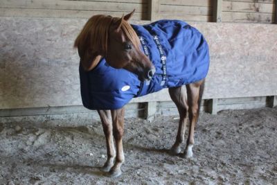 Image showing  Wind Storm 300g/1200D Winter Horse Stable Blanket with Closed Front, Heavyweight