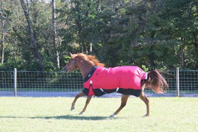 Image showing  Nordic-Tough 1200D All-Season Reflective Waterproof Horse Turnout Rain Sheet