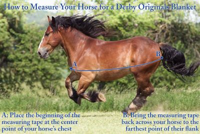 Image showing  Nordic-Tough 1200D All-Season Reflective Waterproof Horse Turnout Rain Sheet
