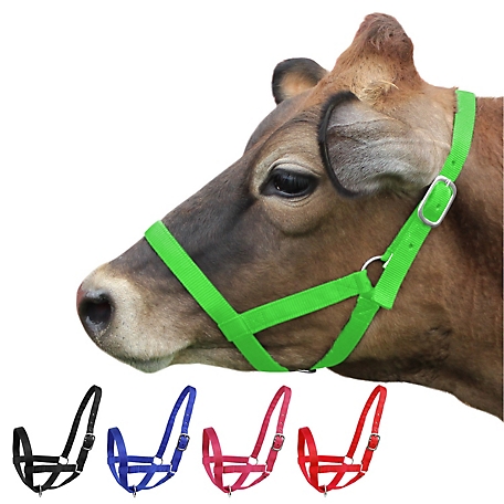 Derby Originals Nylon Cattle Halter for Barn and Turnout