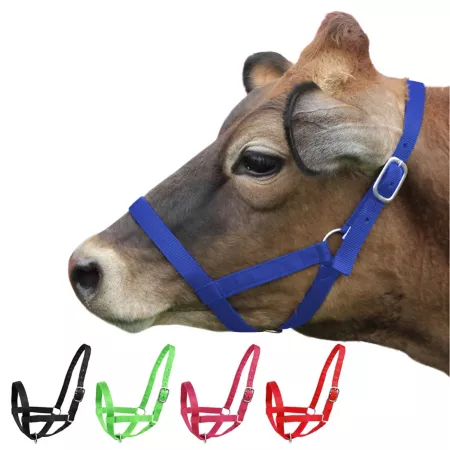 Derby Originals Nylon Stable and Turnout Halter Livestock Ropes Halters & Hobbles