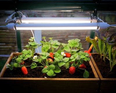 Image showing  Brighton LED Grow Light, HG1042