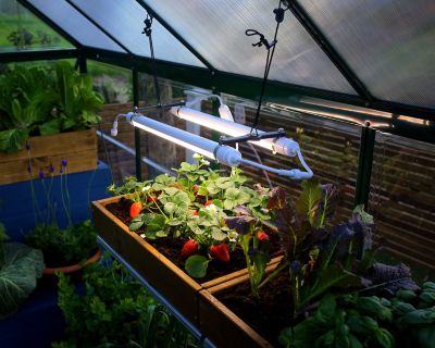 Image showing  Brighton LED Grow Light, HG1042