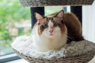 Image showing  50 in. 4-Level Tundra Handwoven Cat Tree