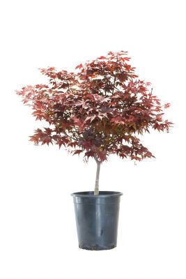 Alder & Oak Acer Bloodgood Tree