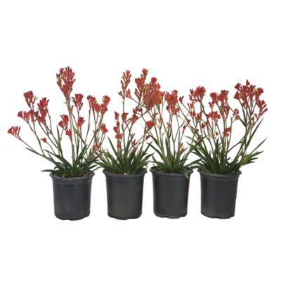 Image showing  Kangaroo Paw Plant