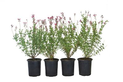 Alder & Oak Salvia Greggi Pink Plant