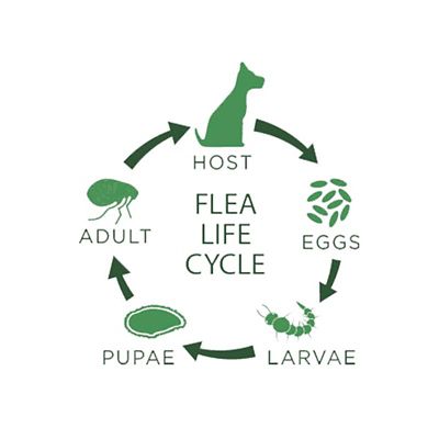 Image showing  Plus Topical Flea and Tick Solution for Dogs