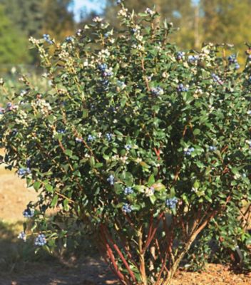 Bushel and Berry Vaccinium x Perpetua, 1007669