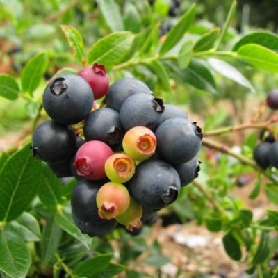 Bushel and Berry Vaccinium 'Berry Bux', 1007487