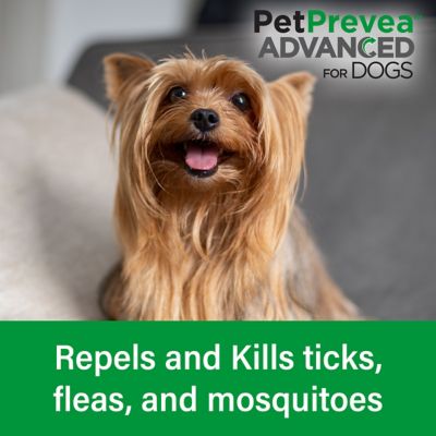 Image showing  Advanced Topical Flea and Tick Solution for Dogs