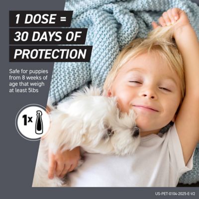 Image showing 6 th Frontline Shield Flea and Tick Prevention for Dogs 41-80 lb., 3 ct.