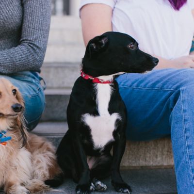 Image showing  DC Comics Wonder Woman with WW Icon Charms Dog Collar