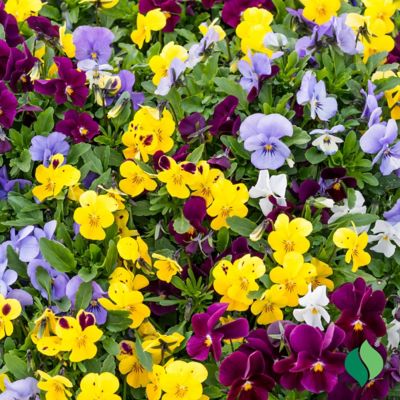 DeGroot Bag O'Blooms Pansies