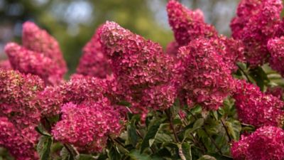 Image showing  2 gal. Potted White Berry Hydrangea Shrub, TSC1343
