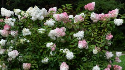 Image showing  2 gal. Potted White Berry Hydrangea Shrub, TSC1343