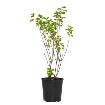 Image showing  2 gal. Potted White Berry Hydrangea Shrub, TSC1343