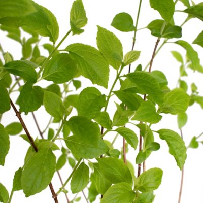 Image showing  2 gal. Potted White Berry Hydrangea Shrub, TSC1343