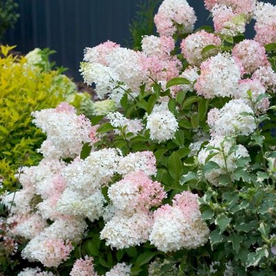 Image showing  2 gal. Phantom Hydrangea Plant